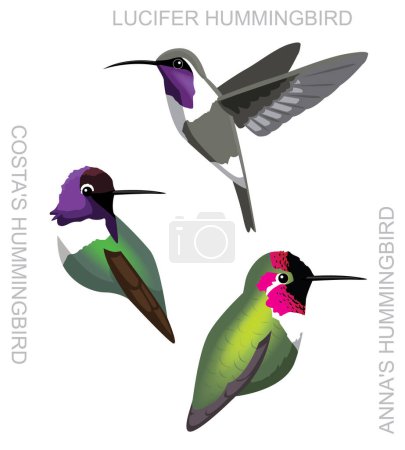Illustration for Cute Bird Anna's Hummingbird Set Cartoon Vector - Royalty Free Image
