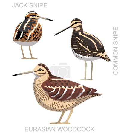 Illustration for Cute Bird Snipe Set Cartoon Vector - Royalty Free Image