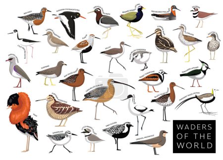 Illustration for Birds Waders of the World Sandpiper Snipe Plover Godwit Lapwing Jacana Set Cartoon Vector Character - Royalty Free Image