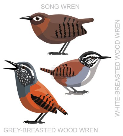 Cute Bird Song Wood Wren Set Cartoon Vector