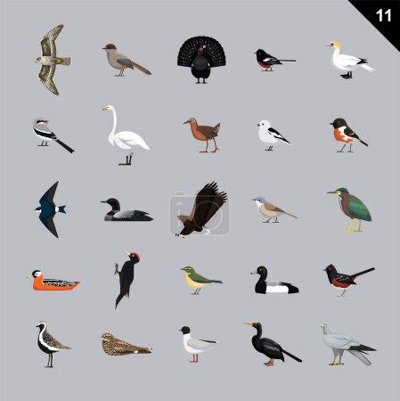 Téléchargez les illustrations : Illustration vectorielle de dessins animés d'oiseaux divers 11 - en licence libre de droit