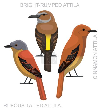 Illustration for Cute Bird Attila Antbird Set Cartoon Vector - Royalty Free Image