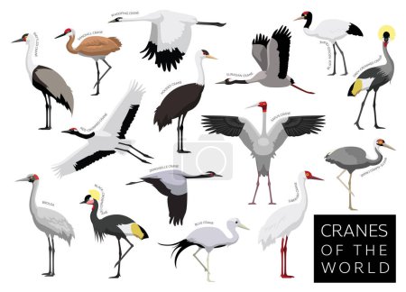 Illustration for Birds Cranes of the World Set Cartoon Vector Character - Royalty Free Image