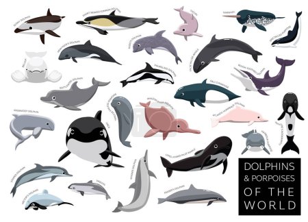 Illustration for Dolphins and Porpoises of the World Set Cartoon Vector Character - Royalty Free Image