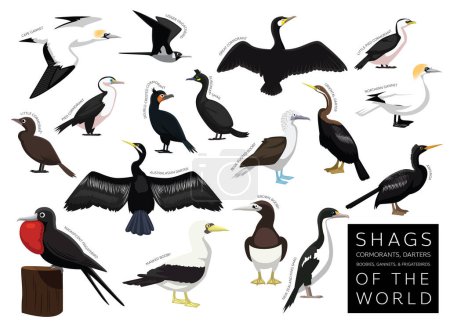 Illustration for Birds Shag Cormorant Darter Gannet Booby Frigatebird of the World Set Cartoon Vector Character - Royalty Free Image