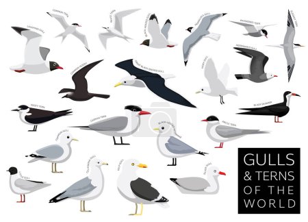 Illustration for Bird Gulls and Terns of the World Set Cartoon Vector Character - Royalty Free Image