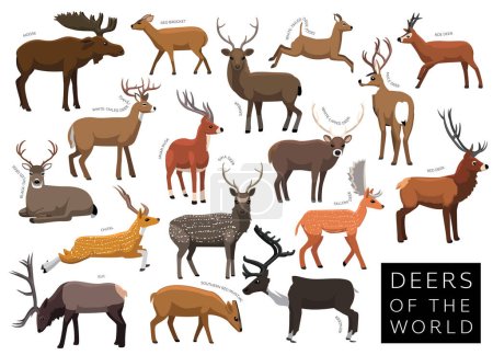 Illustration for Deers of the World Set Cartoon Vector Character - Royalty Free Image