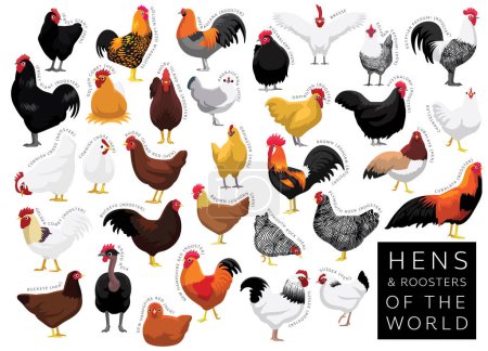 Ilustración de Gallinas gallinas gallinas gallos del mundo conjunto caricatura vector carácter - Imagen libre de derechos