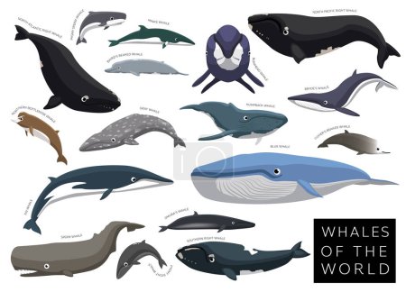 Whales of the World Set Cartoon Vector Character