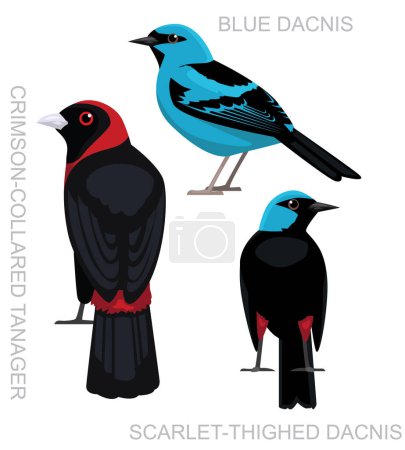Illustration for Cute Bird Tanager Dacnis Costa Rica Set Cartoon Vector - Royalty Free Image