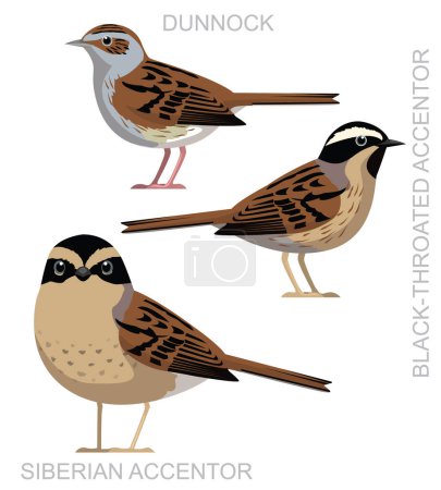Cute Bird Dunnock Accentor Set Cartoon Vector