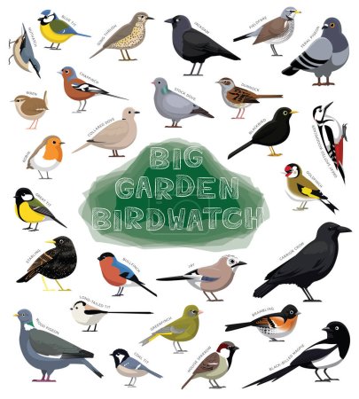 Téléchargez les illustrations : Jardin d'oiseaux Espèces d'oiseaux Set vecteur de bande dessinée - en licence libre de droit