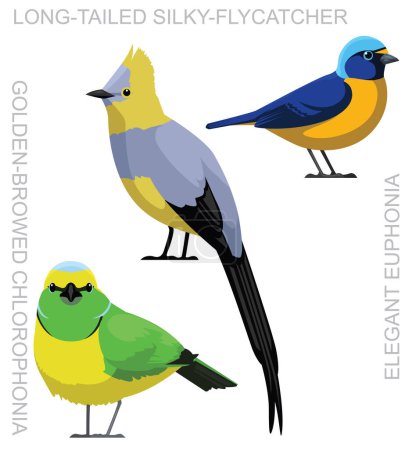 Téléchargez les illustrations : Oiseau Silky-Flycatcher Chlorophonia Euphonia Set Cartoon Vector - en licence libre de droit