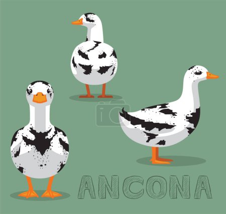 Illustration for Duck Ancona Cartoon Vector Illustration - Royalty Free Image