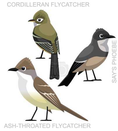 Vogelschnäpper Phoebe Utah Cartoon Vector