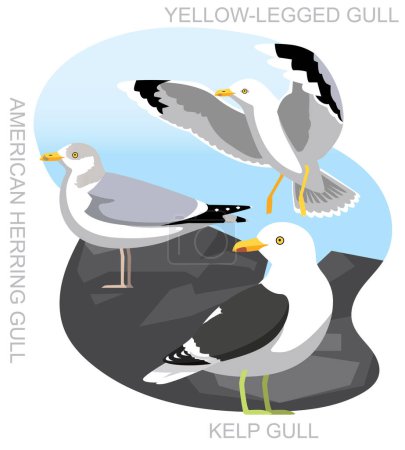 Téléchargez les illustrations : Oiseau Mouette Goéland Goéland Hareng Set Cartoon Vector - en licence libre de droit
