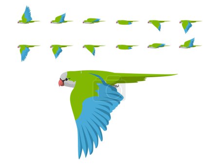 Bird Parrot Monk Parakeet Flying Animation Sequence Cartoon Vector