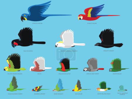 Illustration for Parrots Bird Flying Size Comparison Set Vector - Royalty Free Image