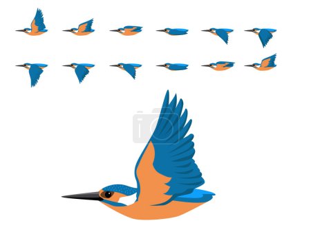 Pájaro común Kingfisher Flying Animation Secuencia Vector de dibujos animados