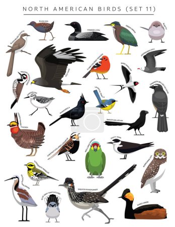 Téléchargez les illustrations : Ensemble d'oiseaux d'Amérique du Nord personnage vectoriel de bande dessinée 11 - en licence libre de droit
