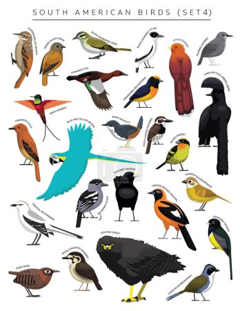 Südamerikanische Vögel Set Cartoon Vector Character 4