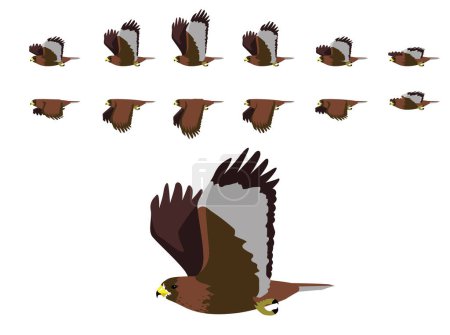 Téléchargez les illustrations : Red-Tailed Hawk Flying Animal Animation Sequence Cartoon Vector - en licence libre de droit