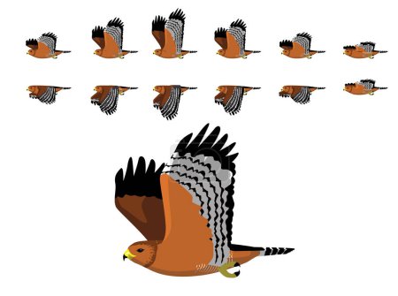 Téléchargez les illustrations : Red-Shouldered Hawk Flying Animal Animation Sequence Cartoon Vector - en licence libre de droit