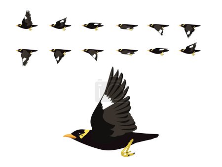 Animación de aves Hill Myna Gracula Flying Cute Cartoon Vector Illustration