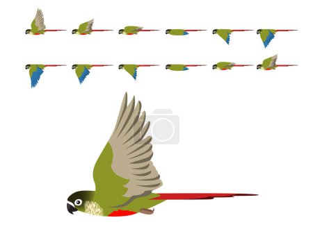 Illustration for Bird Parrot Green-Cheeked Conure Parakeet Flying Animation Sequence Cartoon Vector - Royalty Free Image