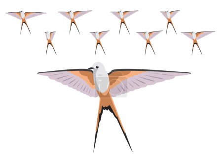 Bird Scissor-Tailed Flycatcher Flying Frame Animation Vector