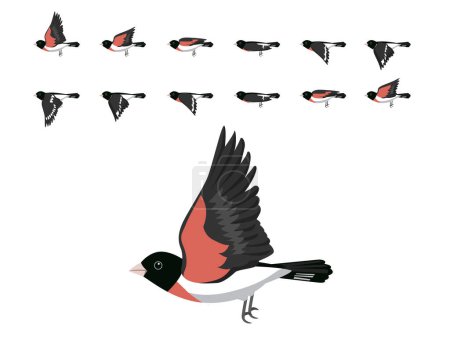 Vector de dibujos animados de secuencia de vuelo Grosbeak con pechuga rosa pájaro
