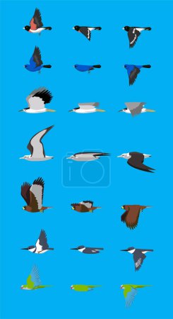 Verschiedene Vögel Flugsequenz Niedliche Cartoon Vector Illustration Großschnabel Ammern Reiher Albatros Falke Eisvogel Papagei