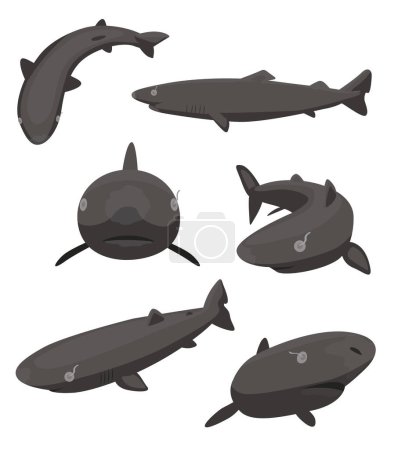 Cute Greenland Shark Poses Set Cartoon Vector