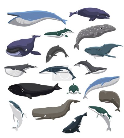 Wal-Schwimmpositionen setzen verschiedene Arten Cartoon Vector