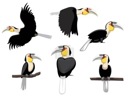 Bird Wreathed Hornbill Exotic Various Poses Cartoon Vector Character