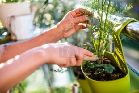 Téléchargez les photos : Image rapprochée de mains de femme prenant soin de sa plante d'aneth. Elle aime jardiner sur le balcon de sa maison. - en image libre de droit