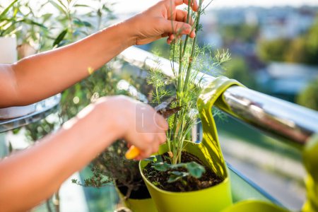 Téléchargez les photos : Image rapprochée de mains de femme prenant soin de sa plante d'aneth. Elle aime jardiner sur le balcon de sa maison. - en image libre de droit