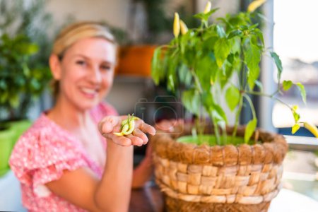 Foto de Mujer feliz está mostrando sus chiles amarillos maduros. Concéntrate en los pimientos. Ella disfruta en la jardinería en el balcón en casa. - Imagen libre de derechos