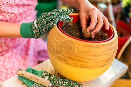Photo for Close up image of woman planting avocado seed. She enjoys  in  gardening on balcony at her home. - Royalty Free Image