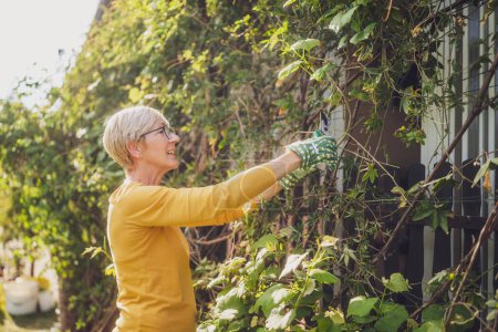 Téléchargez les photos : Portrait de femme âgée heureuse jardinage. Elle taille des plantes. - en image libre de droit