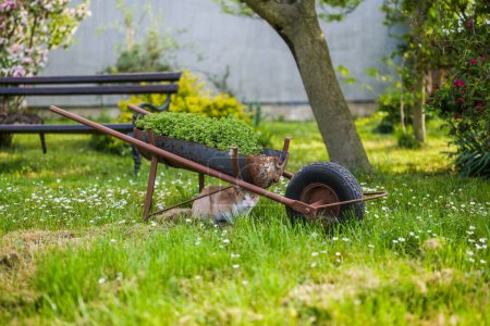 Téléchargez les photos : Image de chat domestique mignon se cachant en dessous de vieux chariot dans la belle cour. - en image libre de droit