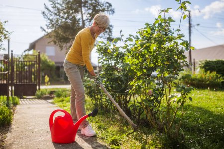 Téléchargez les photos : Heureux jardinage femme âgée dans sa cour. Elle utilise une houe de jardin. - en image libre de droit