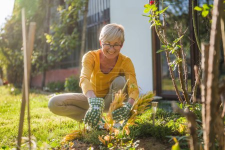 Téléchargez les photos : Heureux jardinage femme âgée. Elle taille des plantes. - en image libre de droit