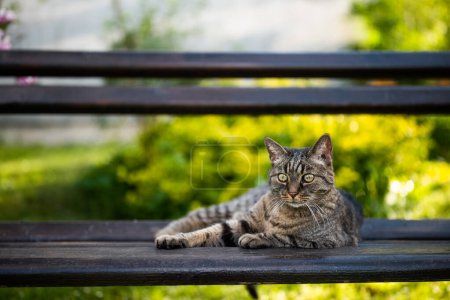 Foto de Hermoso gato doméstico disfruta descansando en el banco en el jardín. - Imagen libre de derechos