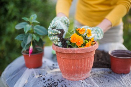 Téléchargez les photos : Image rapprochée du jardinage des femmes âgées dans sa cour. Elle plante des fleurs.. - en image libre de droit