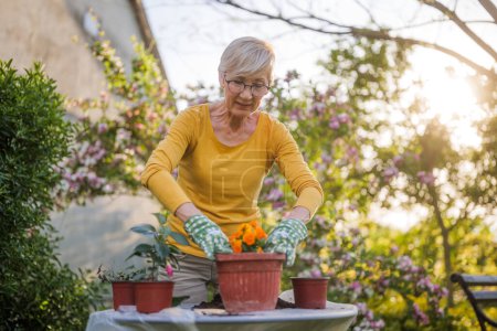 Téléchargez les photos : Heureux jardinage femme âgée dans sa cour. Elle plante des fleurs.. - en image libre de droit