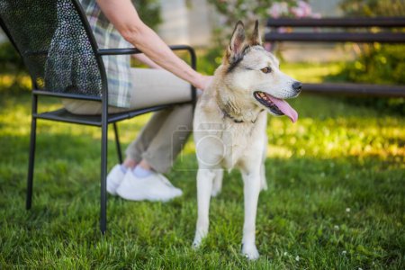 Foto de Retrato de perro husky hermosa con heterocromia disfrutar en el patio con la mujer mayor su dueño. - Imagen libre de derechos