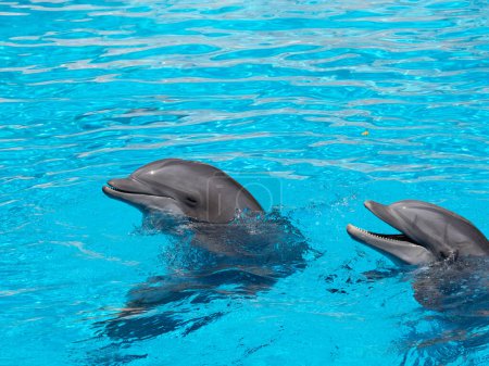Photo for Two bottlenose dolphins poking their heads out of the water - Royalty Free Image