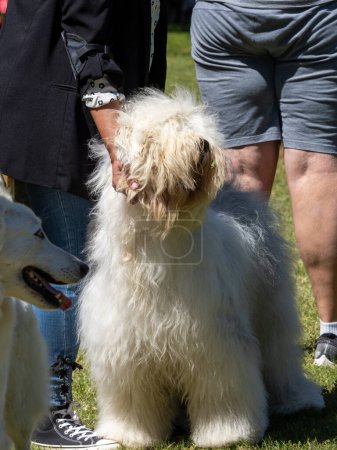Foto de Bobtail perro de pura raza de pie sostenido por la mano de su dueño - Imagen libre de derechos