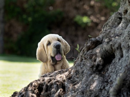 Foto de Español mastines pura raza perro cachorro oculto detrás de un árbol - Imagen libre de derechos